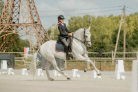 Vente de cheval : Hobby